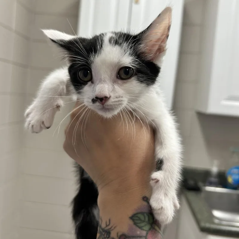 A baby small-sized female Black Domestic Short Hair cat named Butterfly for adoption in Huntsville, AL