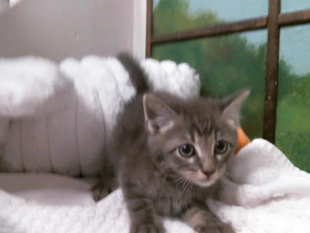 A baby small-sized male Domestic Short Hair cat named Tiger for adoption in Houston, TX