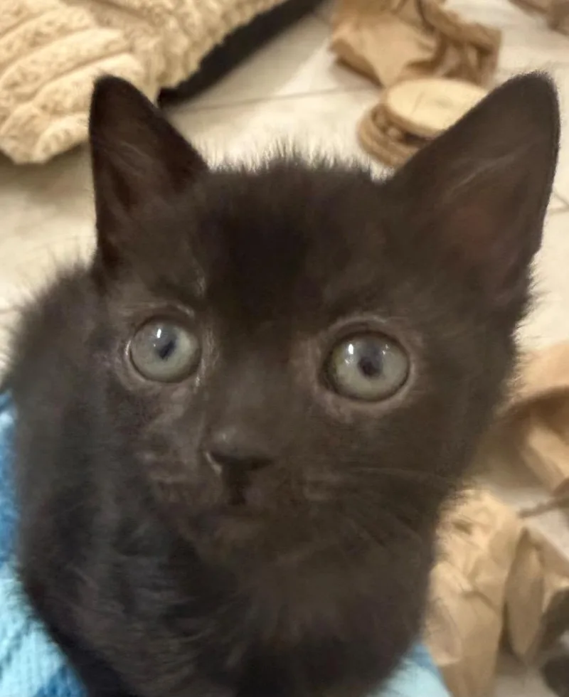 A baby medium-sized female Domestic Short Hair cat named Nyx for adoption in Evans, GA