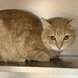 A young medium-sized male Orange & White Domestic Short Hair cat named Stevie Nicks for adoption in Rapid City, SD