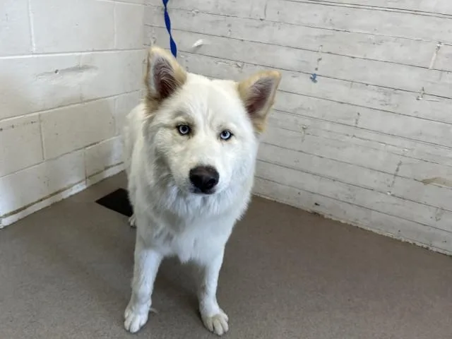 A young large-sized male Siberian Husky dog named Ghost for adoption in San Bernardino, CA