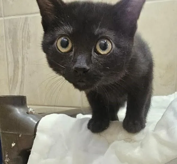 A baby small-sized male Black Domestic Short Hair cat named Doctor for adoption in Canon City, CO
