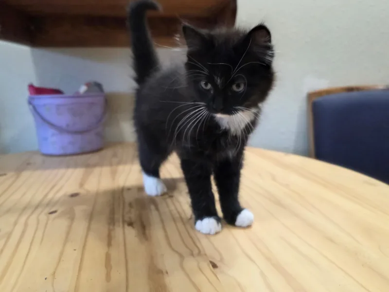 A baby small-sized male Domestic Medium Hair cat named Draco for adoption in Wasilla, AK