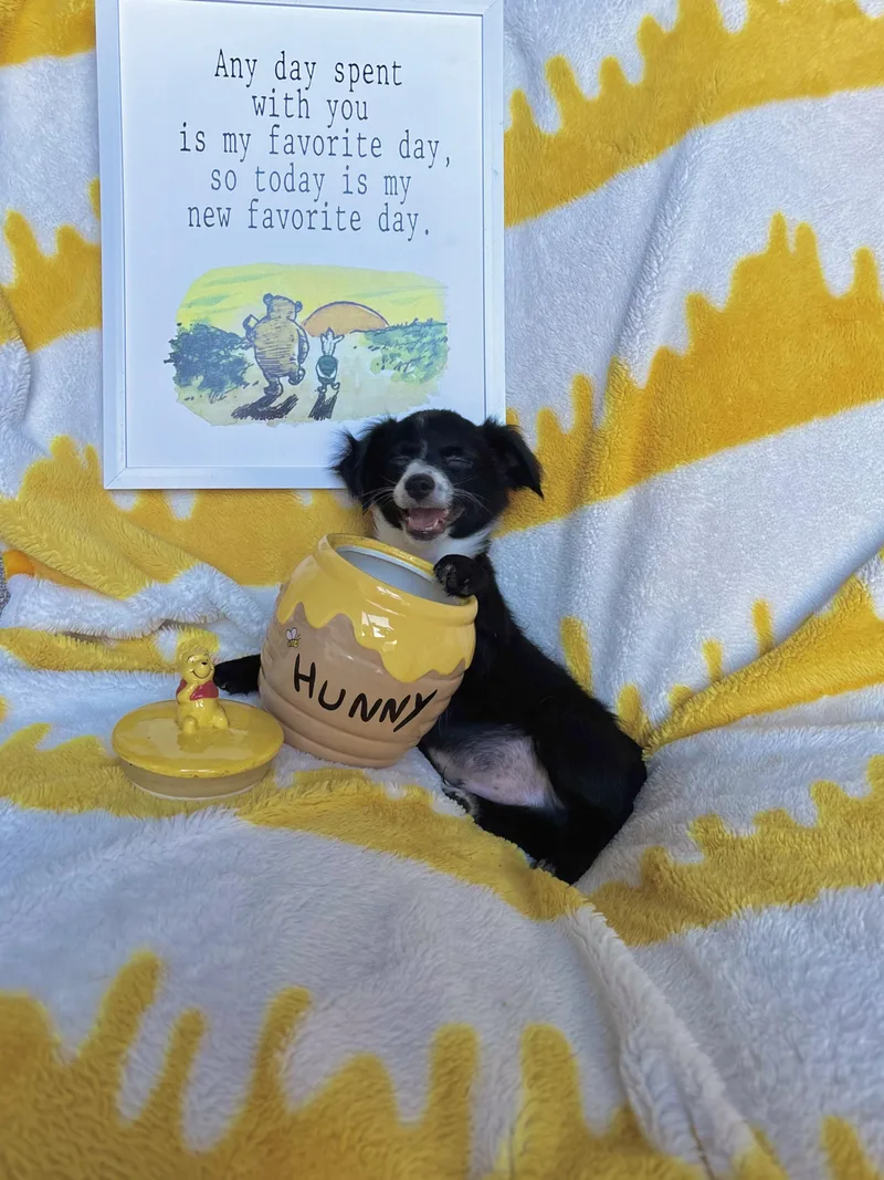 A baby small-sized male Dachshund (Long Haired) dog named Eeyore Winnie the for adoption in Benbrook, TX