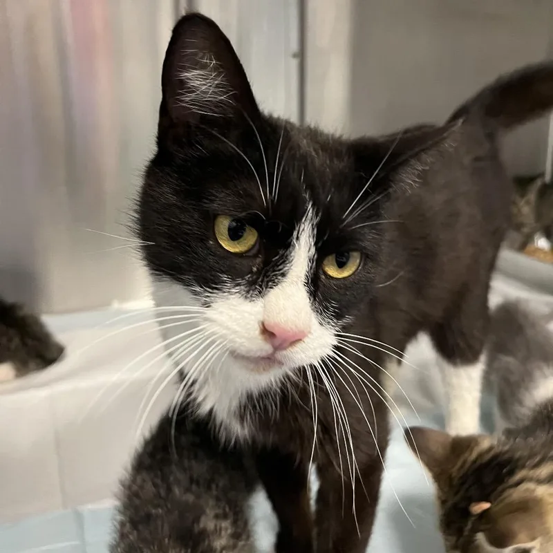 An adult medium-sized female Black Domestic Short Hair cat named Apricot for adoption in Greensboro, NC