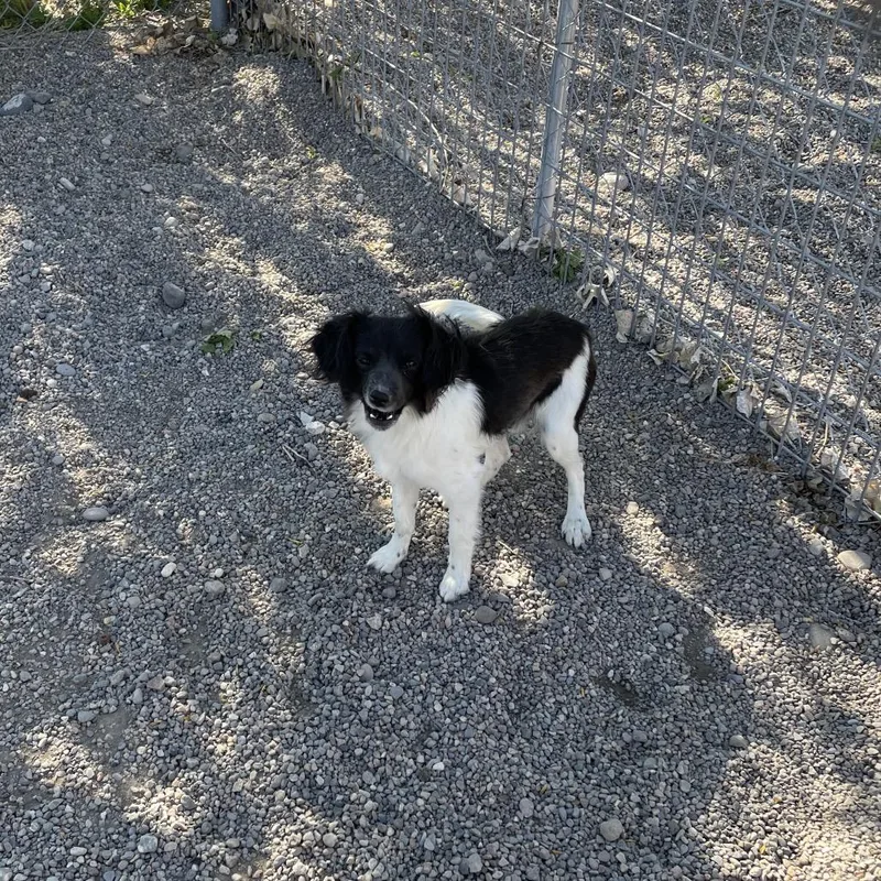 An adult small-sized male Black Chihuahua dog named Hubie for adoption in Rexburg, ID