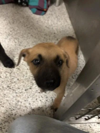 A baby small-sized female Mixed Breed dog named Solar for adoption in Atlanta, GA