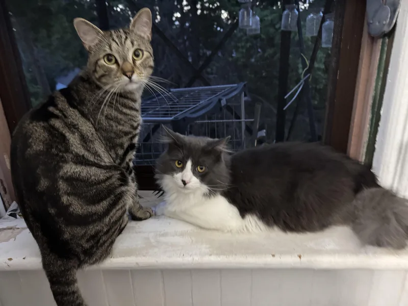A young medium-sized male Domestic Long Hair cat named Fenrir & Poseidon for adoption in Mayfield, NY