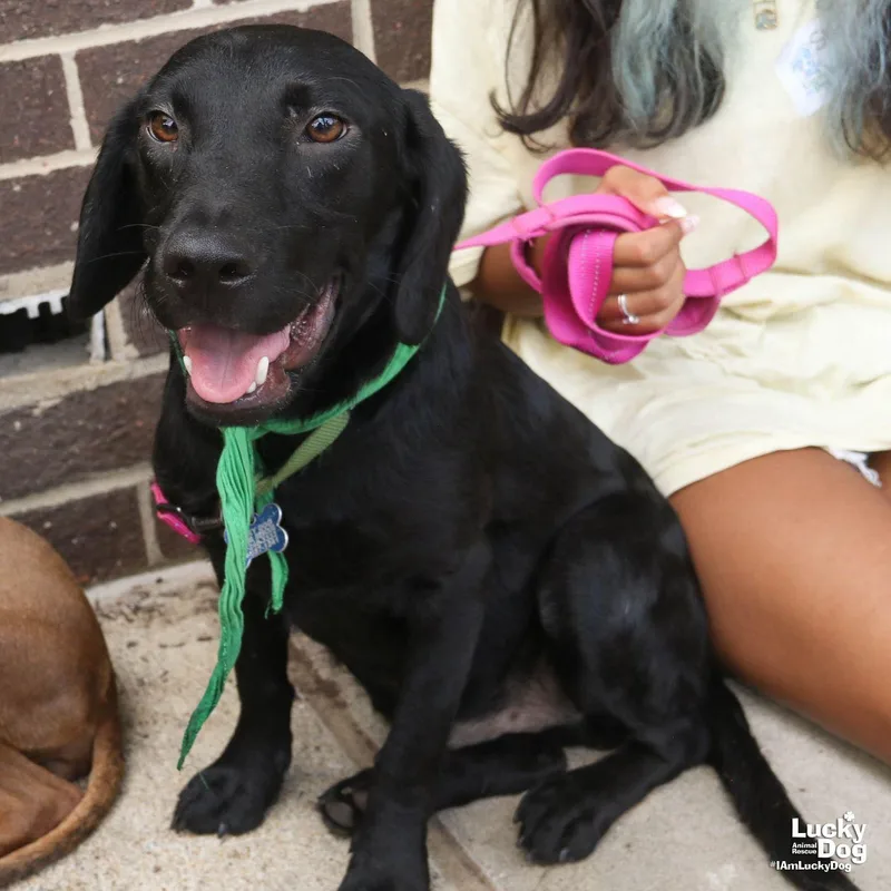 A young medium-sized male Labrador Retriever dog named Sully for adoption in Washington, DC