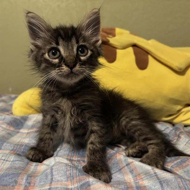 A baby small-sized male Domestic Short Hair cat named Ferb for adoption in San Antonio, TX