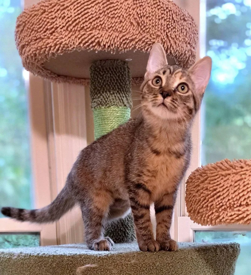 A young medium-sized female American Shorthair cat named Triscuit for adoption in Greenville, SC