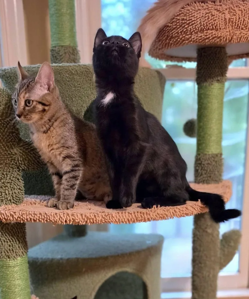 Triscuit thumbnail 2