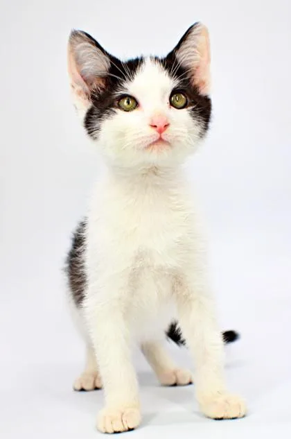 A baby small-sized male Domestic Short Hair cat named Lemon Shakeup for adoption in Morton Grove, IL