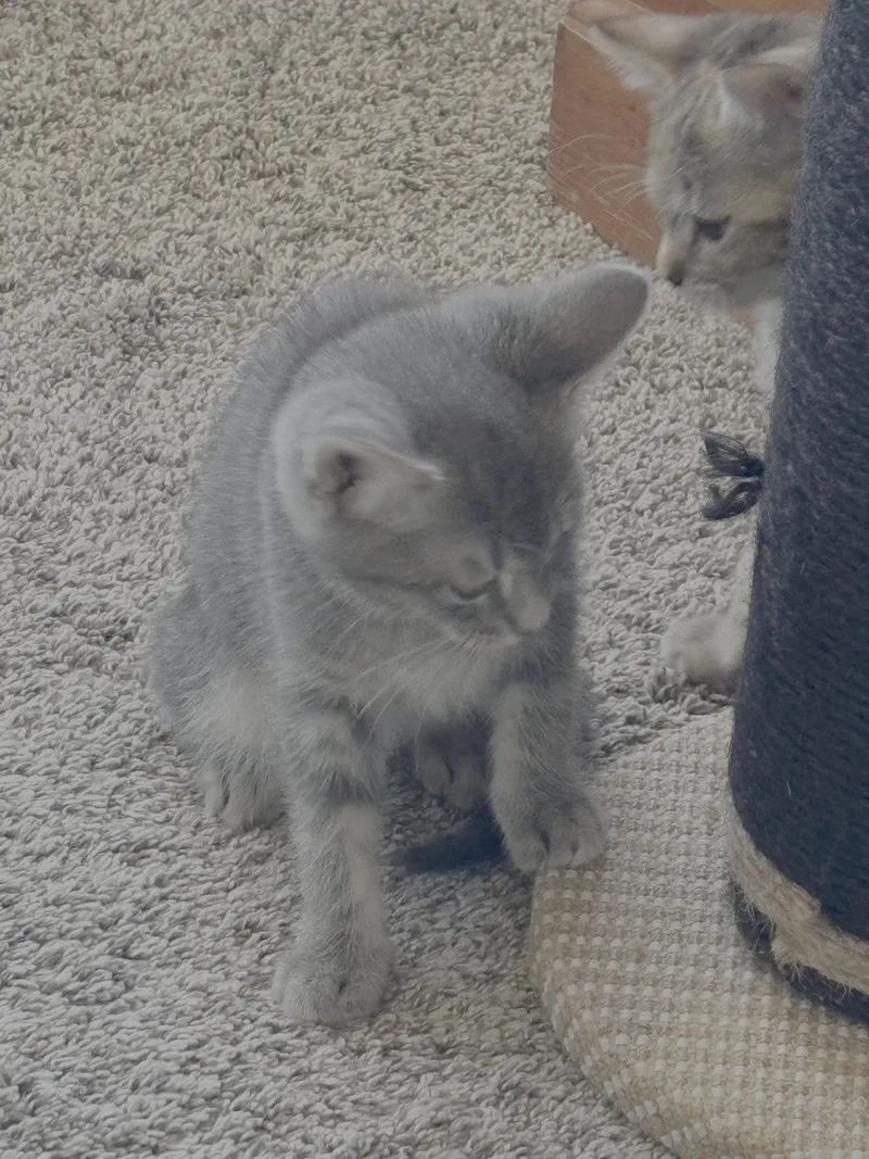 A baby small-sized male Domestic Short Hair cat named Olivier for adoption in Long Beach, CA