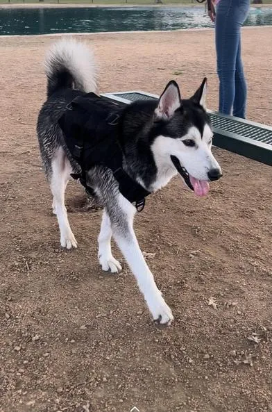 A young medium-sized male Black Siberian Husky dog named Tadachi for adoption in Liverpool, TX