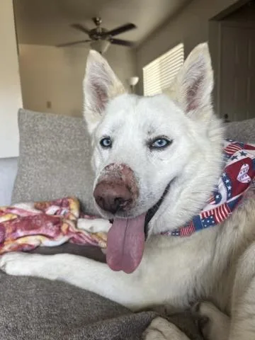An adult medium-sized male Siberian Husky dog named Leon for adoption in Bakersfield, CA