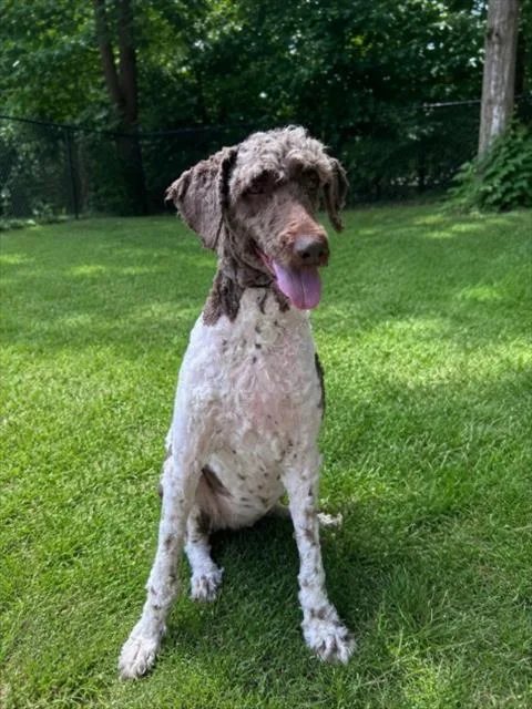 A young large-sized female Poodle dog named Paula for adoption in Clinton Township, MI