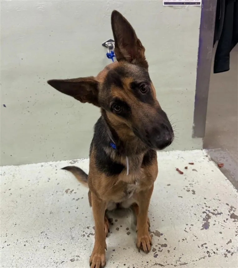 An adult large-sized female German Shepherd Dog dog named Holiday for adoption in Houston, TX