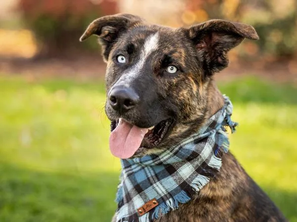 An adult large-sized male Shepherd dog named Sid for adoption in Portland, OR