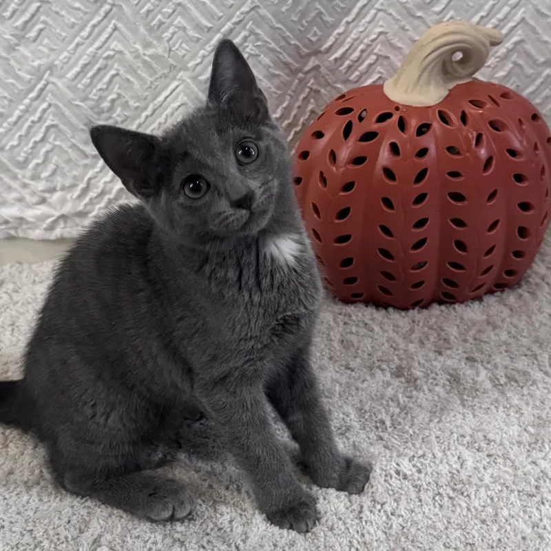 A baby small-sized female Gray / Blue / Silver Russian Blue cat named Sabrina for adoption in Titusville, FL