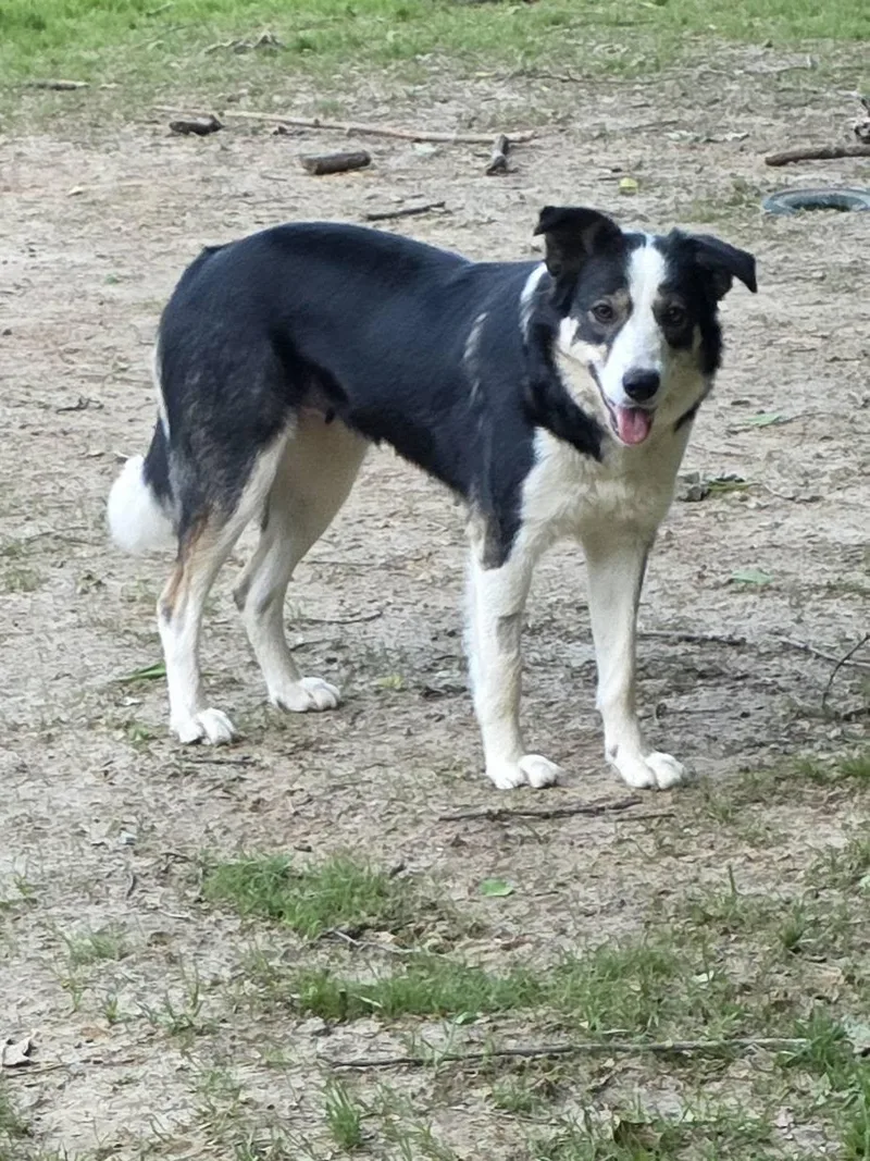 Maya