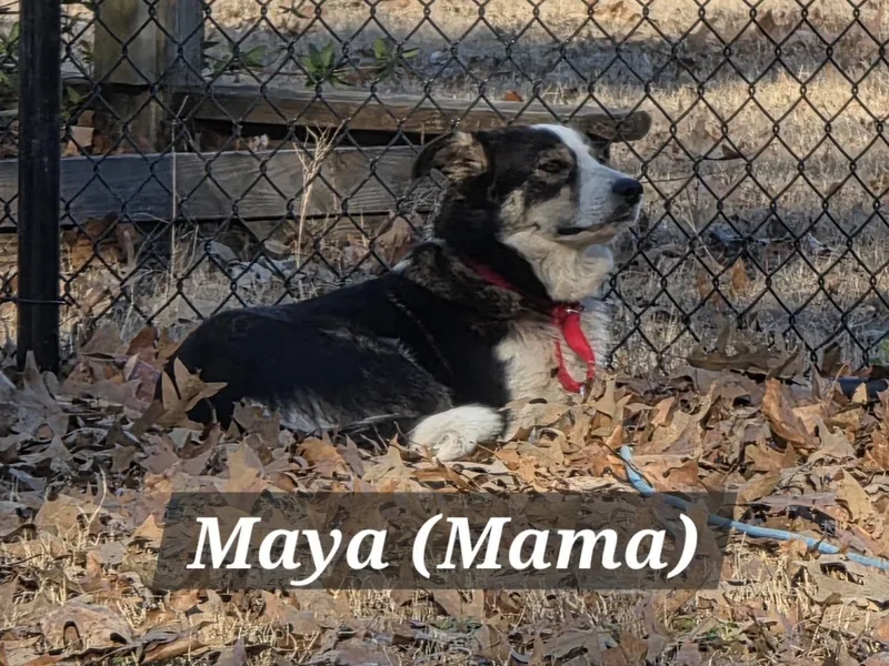 Maya thumbnail 4