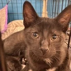 A baby medium-sized male Black Domestic Short Hair cat named Fuzzybuns for adoption in Louisville, KY