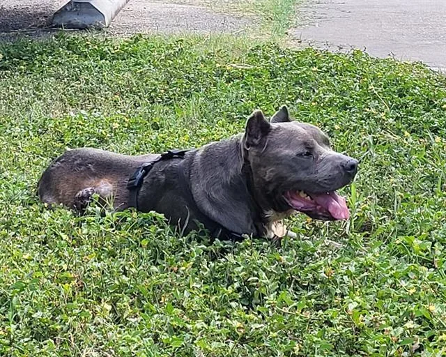 A senior medium-sized male Pit Bull Terrier dog named Bosco for adoption in San Antonio, TX