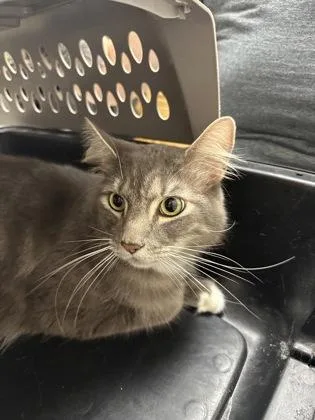 A baby small-sized male Domestic Short Hair cat named Pluto for adoption in Sacramento, CA