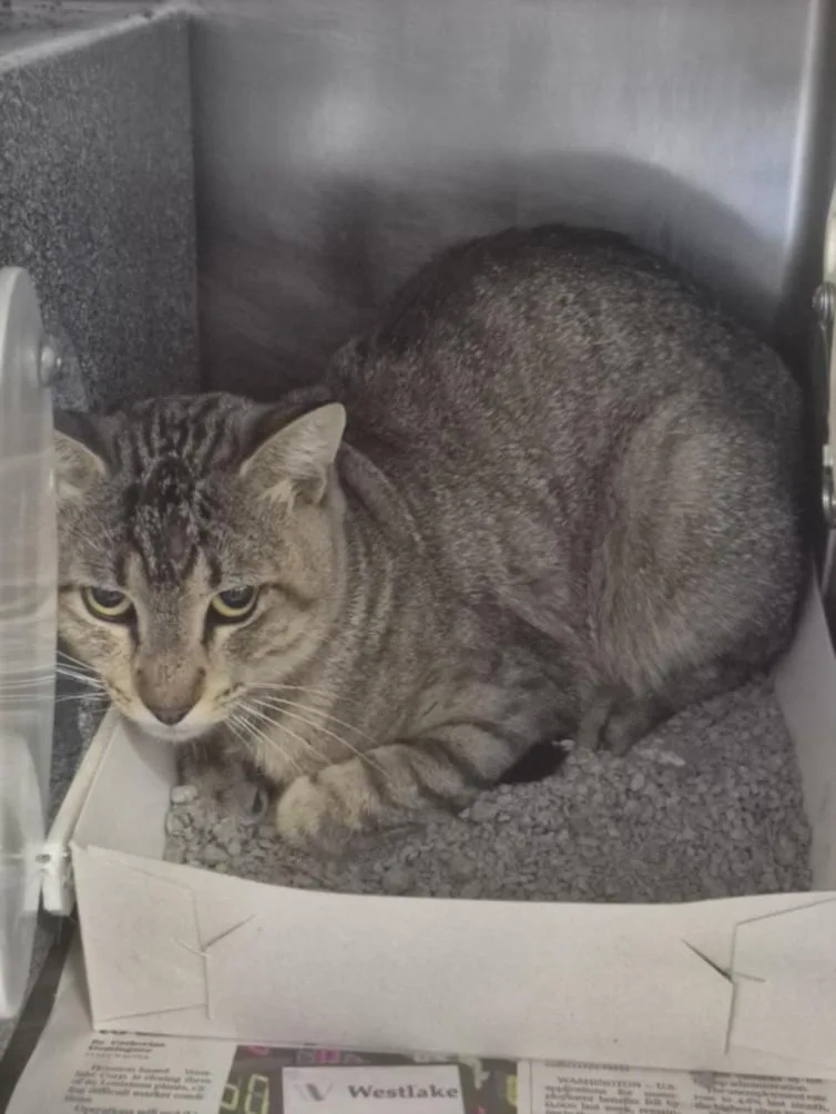 A young medium-sized male Domestic Short Hair cat named Desmond for adoption in Houston, TX