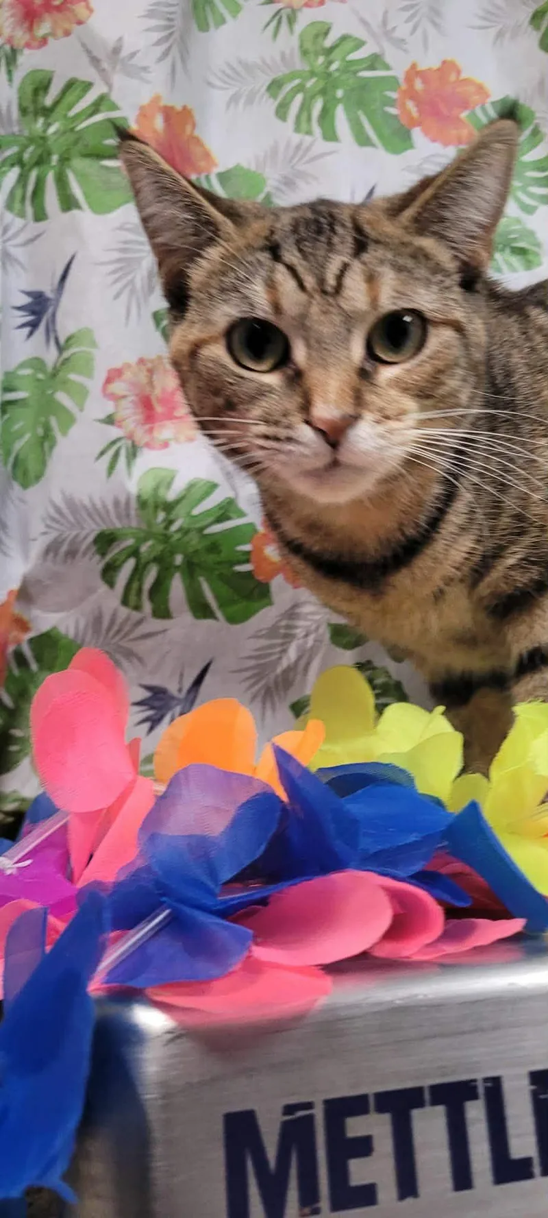 An adult large-sized female Domestic Short Hair cat named Athena for adoption in Caro, MI