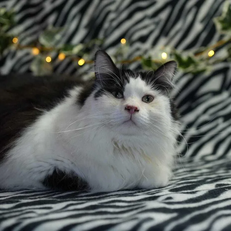 Lentil