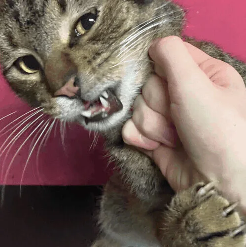 An adult medium-sized male Tabby (Brown / Chocolate) Domestic Short Hair cat named Miro for adoption in Tipp City, OH