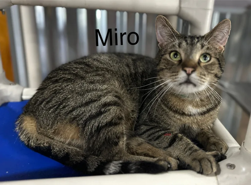 Miro thumbnail 6