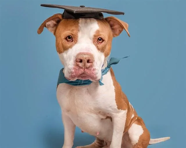 An adult large-sized male Pit Bull Terrier dog named Brutis for adoption in Saint Louis, MO