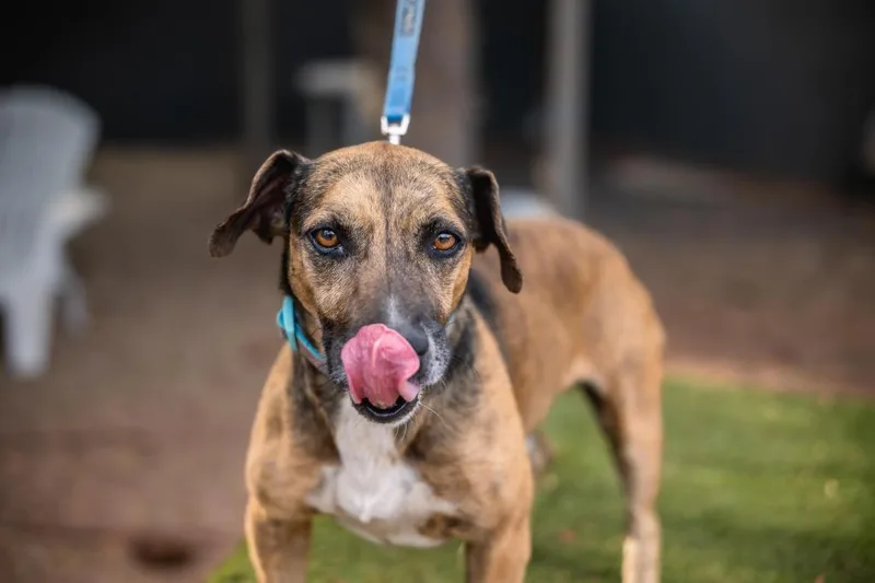 An adult medium-sized male Rat Terrier dog named Chimenea for adoption in Anacortes, WA