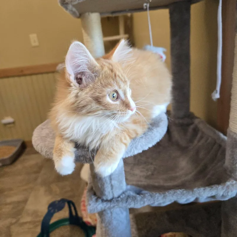 A young medium-sized male Orange & White Domestic Medium Hair cat named Cotton for adoption in Lancaster, KY