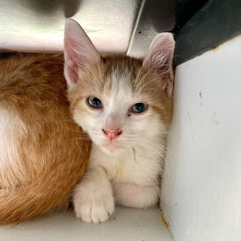 A baby small-sized male Orange / Red Domestic Short Hair cat named Dr. Robby for adoption in Carencro, LA
