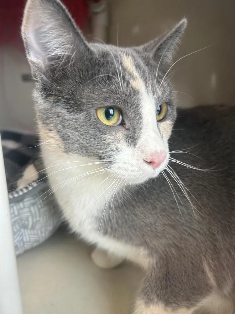 A young medium-sized female Gray / Blue / Silver Domestic Short Hair cat named Juniper for adoption in Anoka, MN