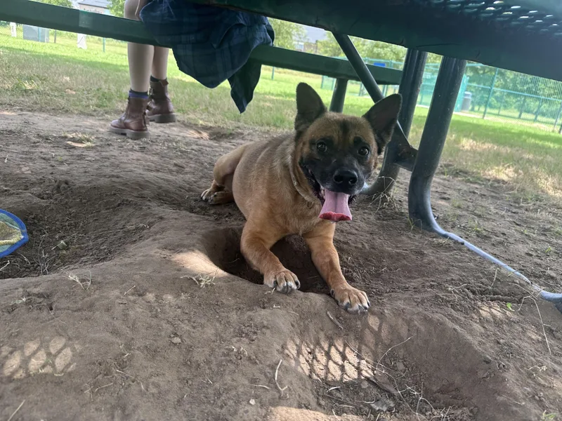 An adult medium-sized female Chow Chow dog named Jinjer Gdp for adoption in Dallas, TX