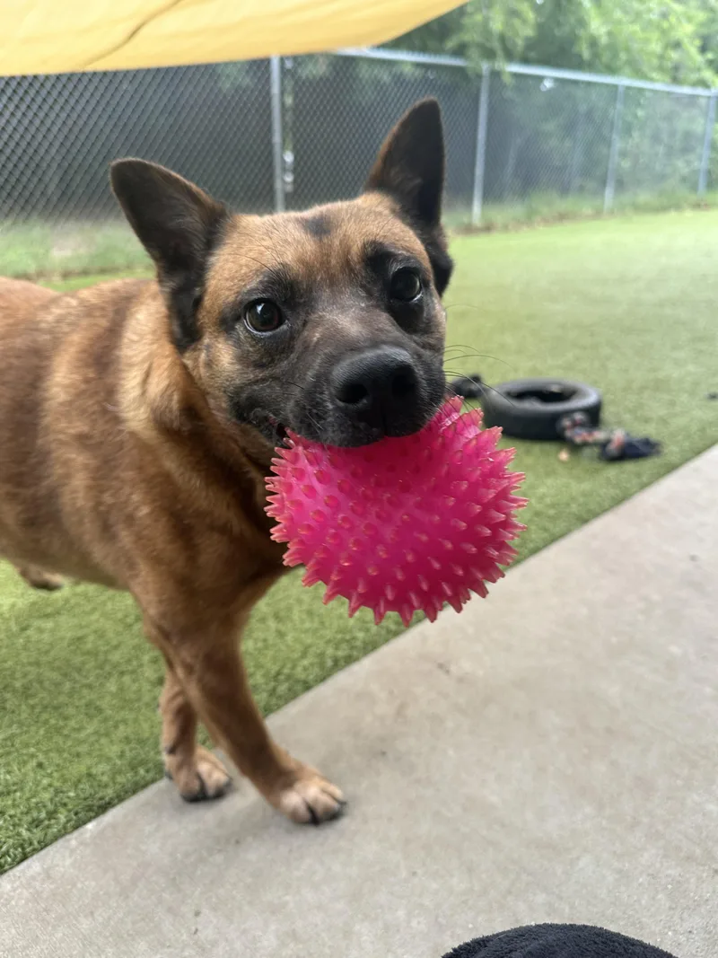 Jinjer Gdp thumbnail 3