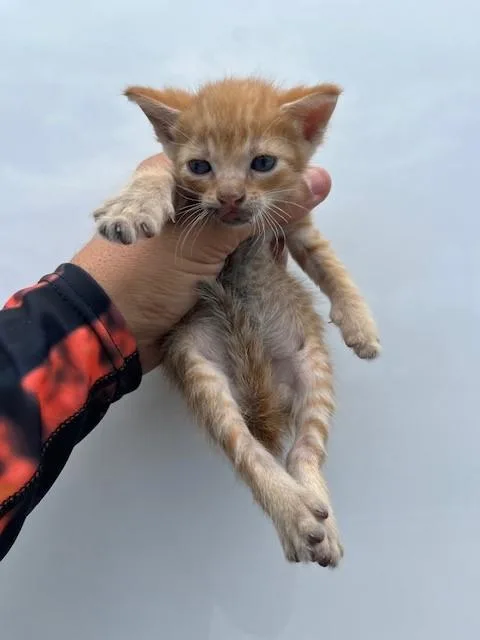 A baby small-sized male Domestic Short Hair cat named Mega for adoption in Miami, FL
