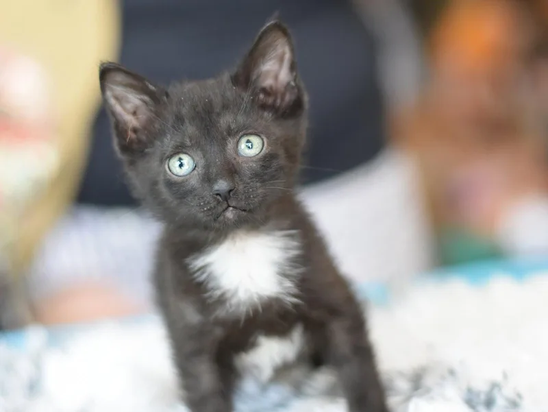 A baby medium-sized female Black Domestic Medium Hair cat named Sally for adoption in Montgomery, TX