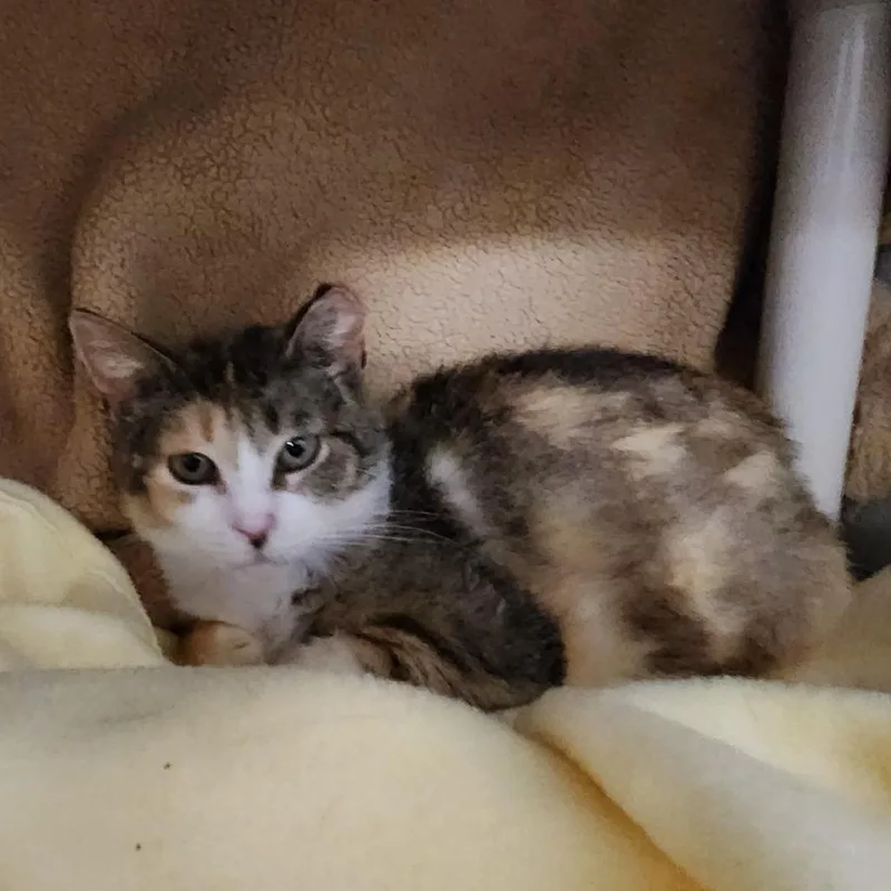 An adult medium-sized female Calico Domestic Short Hair cat named Rosie for adoption in Grand Rapids, MI