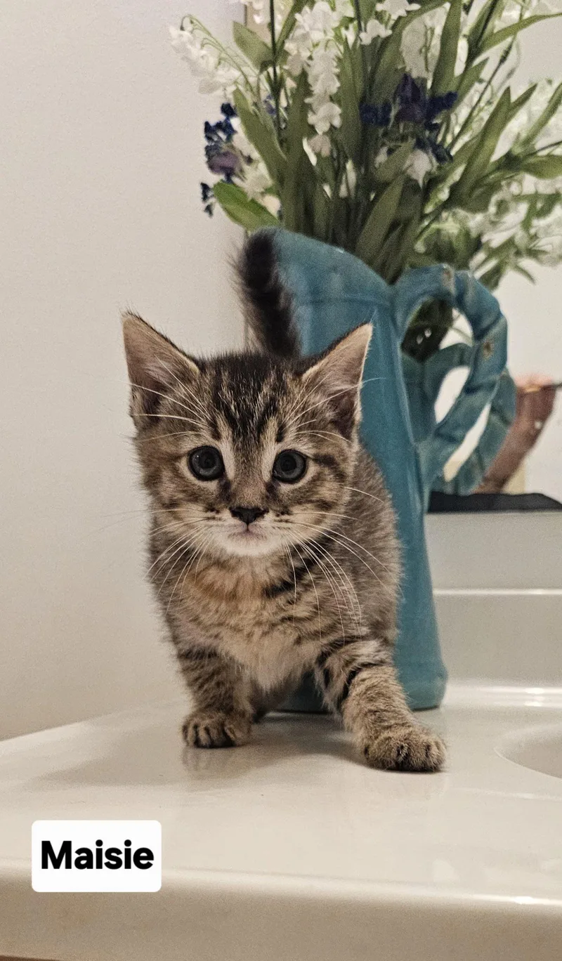 A baby small-sized female Tabby (Buff / Tan / Fawn) Domestic Short Hair cat named Maisie Tabby for adoption in Seven Valleys, PA
