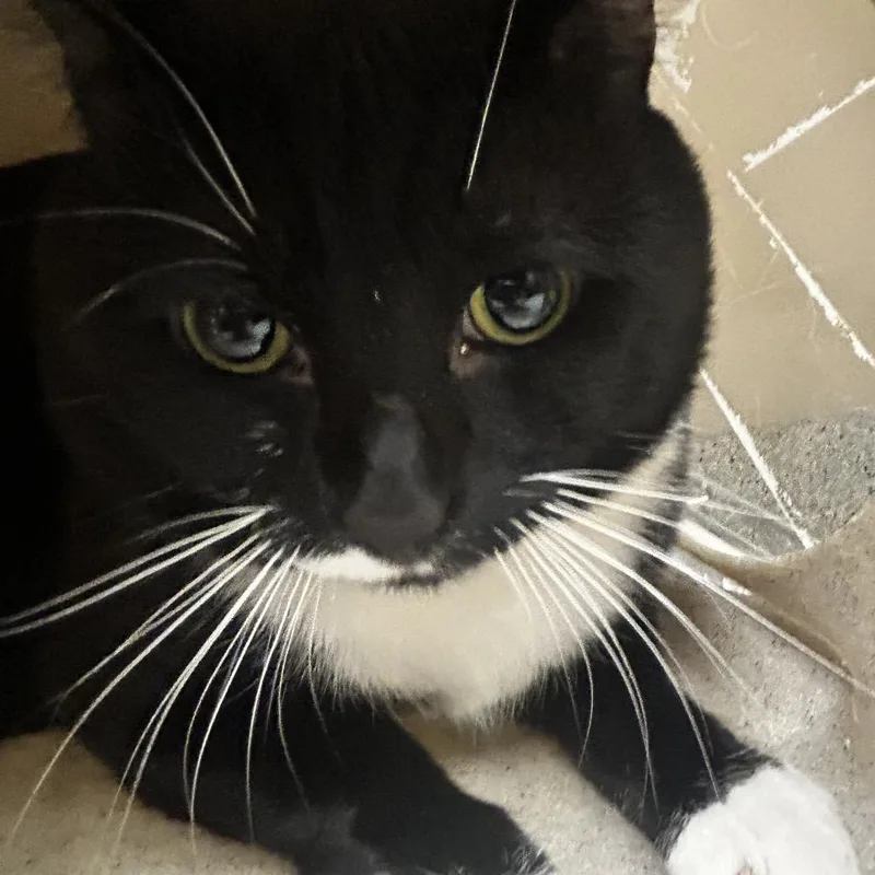 An adult large-sized male Domestic Short Hair cat named Loki for adoption in Reno, NV