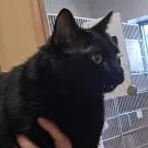 An adult extra large-sized female Domestic Short Hair cat named Chungus for adoption in Cedar Rapids, IA