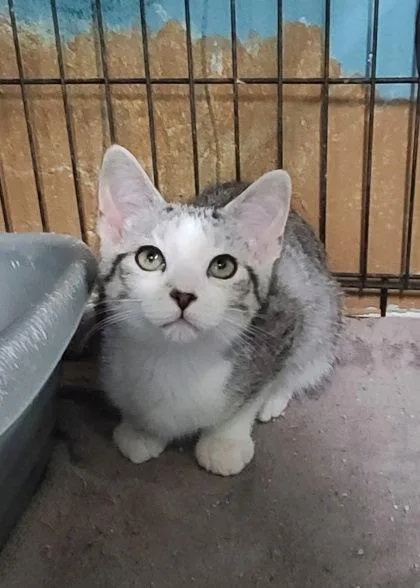 A baby medium-sized male Domestic Short Hair cat named 7082 (Huey) for adoption in Lake City, MI