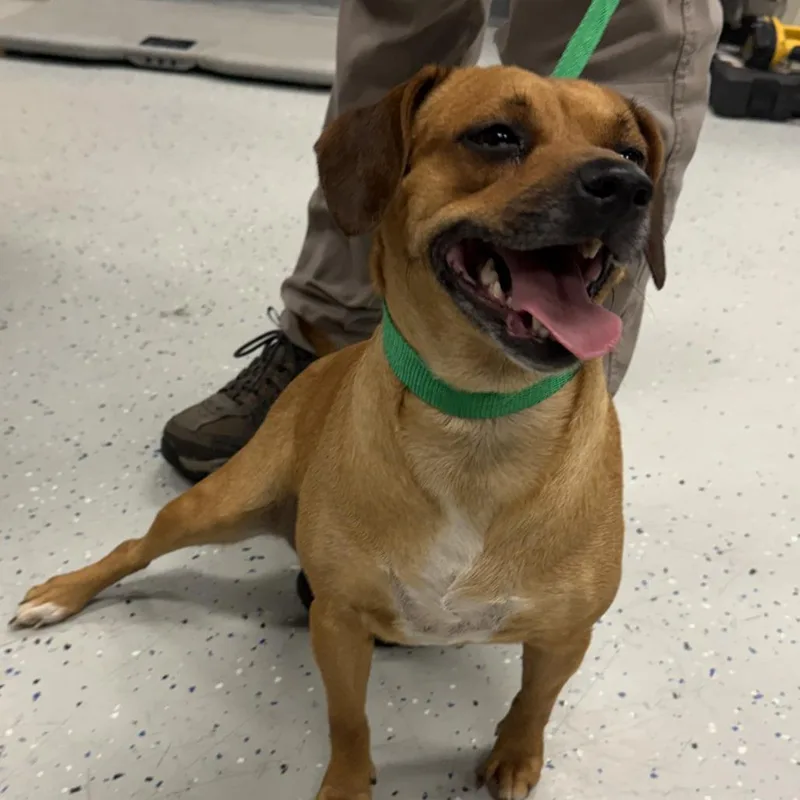 An adult medium-sized female Brown / Chocolate Dachshund dog named Louise for adoption in Marion, VA