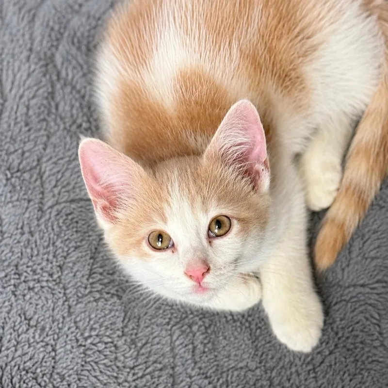 A baby small-sized male Orange / Red Domestic Short Hair cat named Nicky for adoption in Chillicothe, IL
